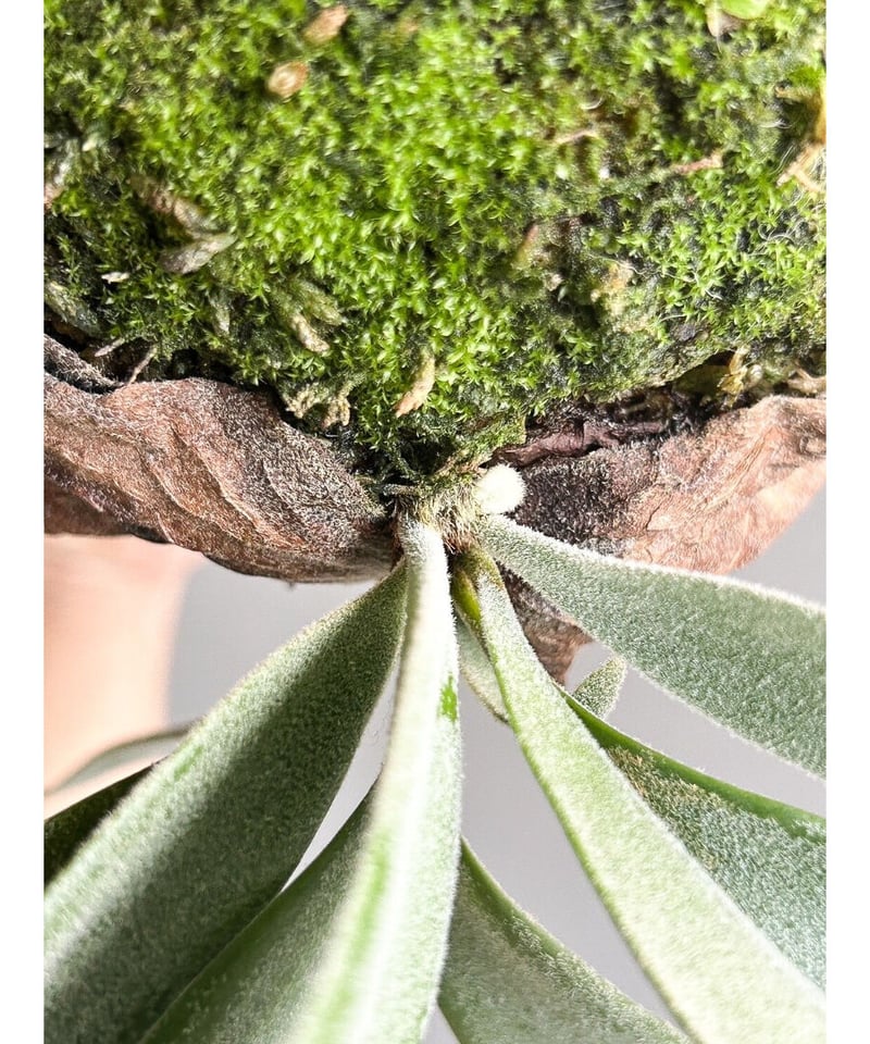 ビカクシダ ウィリンキー cv. ホワイト アルバム (子株