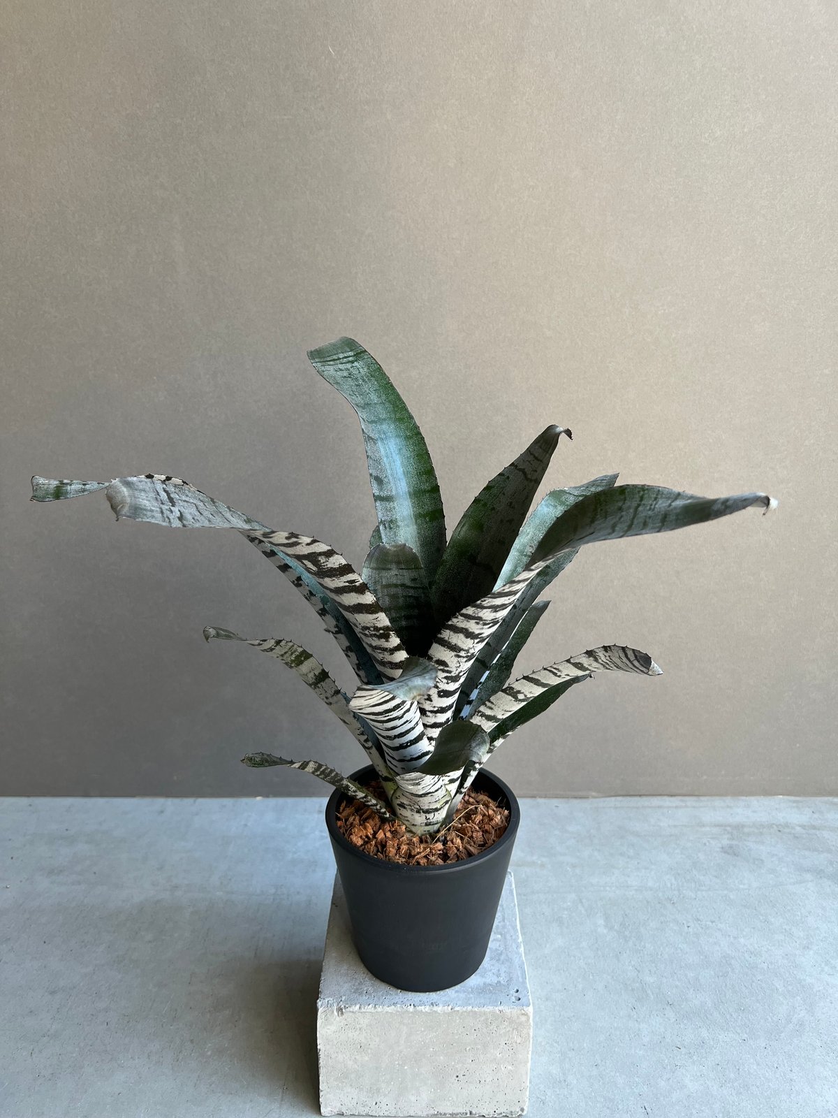 ブロメリア・エアープランツ Aechmea Young Turk d183eb33d5f86939149c62d495452a