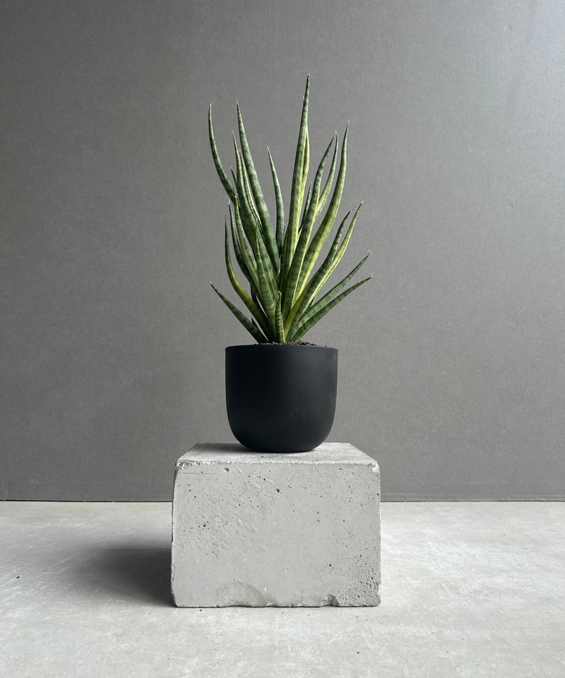 サンセベリア ブンルートーチ 斑入「Sansevieria Bunlue Torch Vari