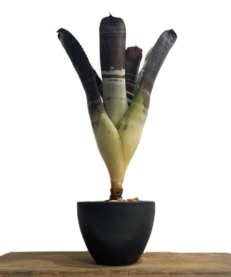 エクメア チャンティニー ブラックゾンビ「Aechmea chantinii 'Black Z