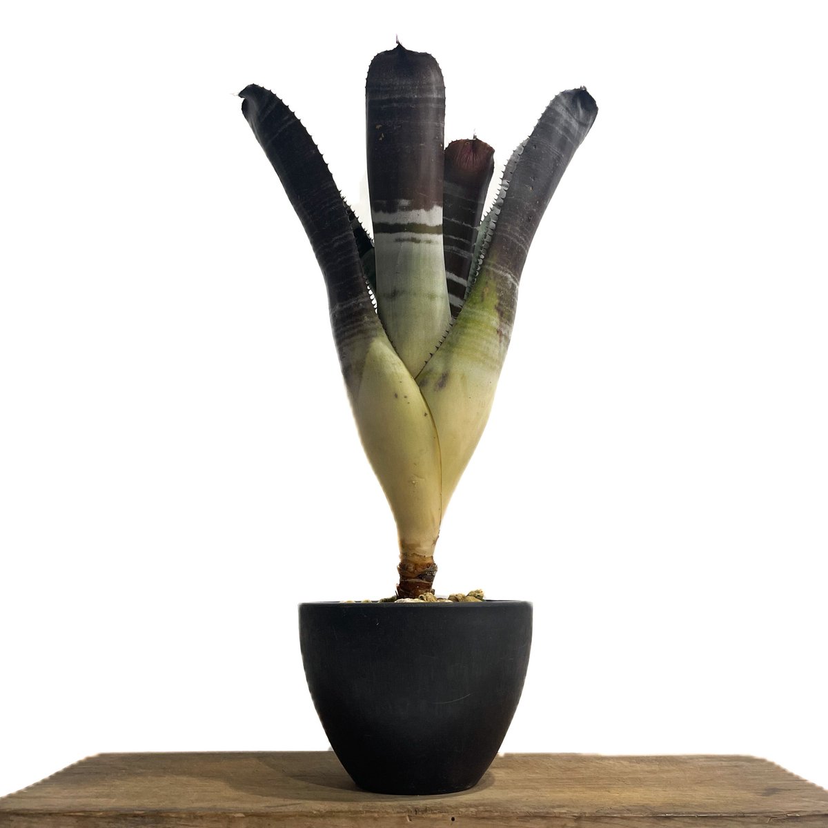 エクメア チャンティニー ブラックゾンビ「Aechmea chantinii 'Black Z