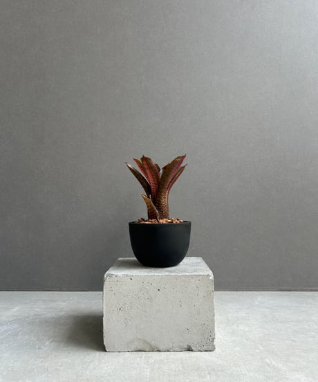 【調整中】ジブリ感ある可愛い見た目！ぽってり幹！アラビカ半島の珍種植物 調整中】ジブリ感ある可愛い見た目！ぽってり幹！アラビカ半島の珍種