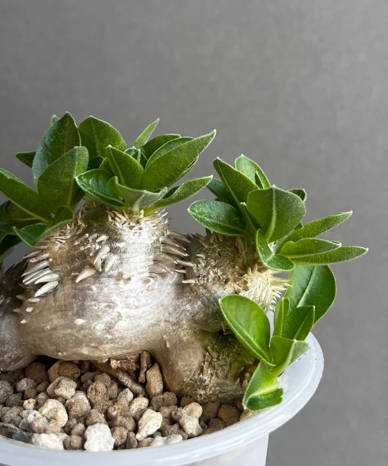パキポディウム “恵比寿笑い”+ omoto frost pot 「Pachypodium