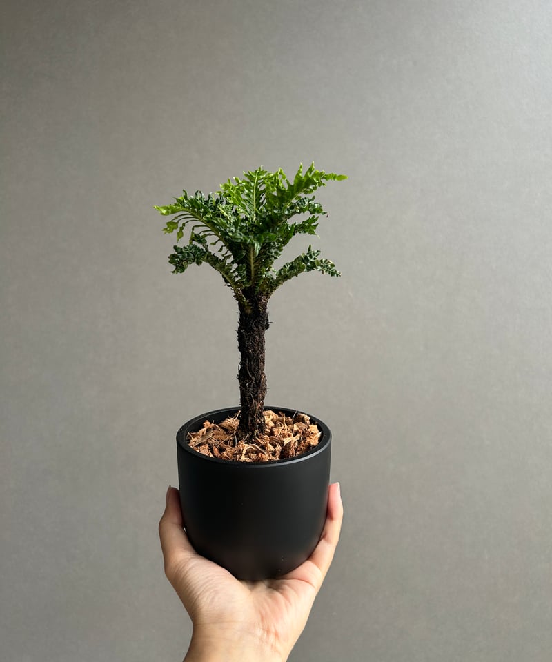 ブレクナム　ギバム　ドワーフ ザ・ファームセレクト]ブレクナムギバム： ドワーフ（幹立ち