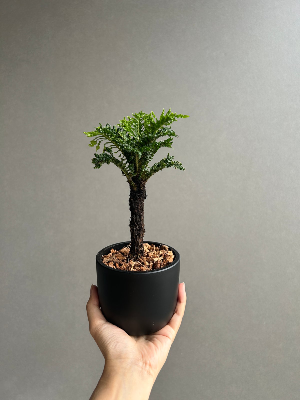 ブレクナム ギッバム ドワーフ ブレクナム ギッバム ドワーフ 「Blechnum gibbum Dwarf 」67H