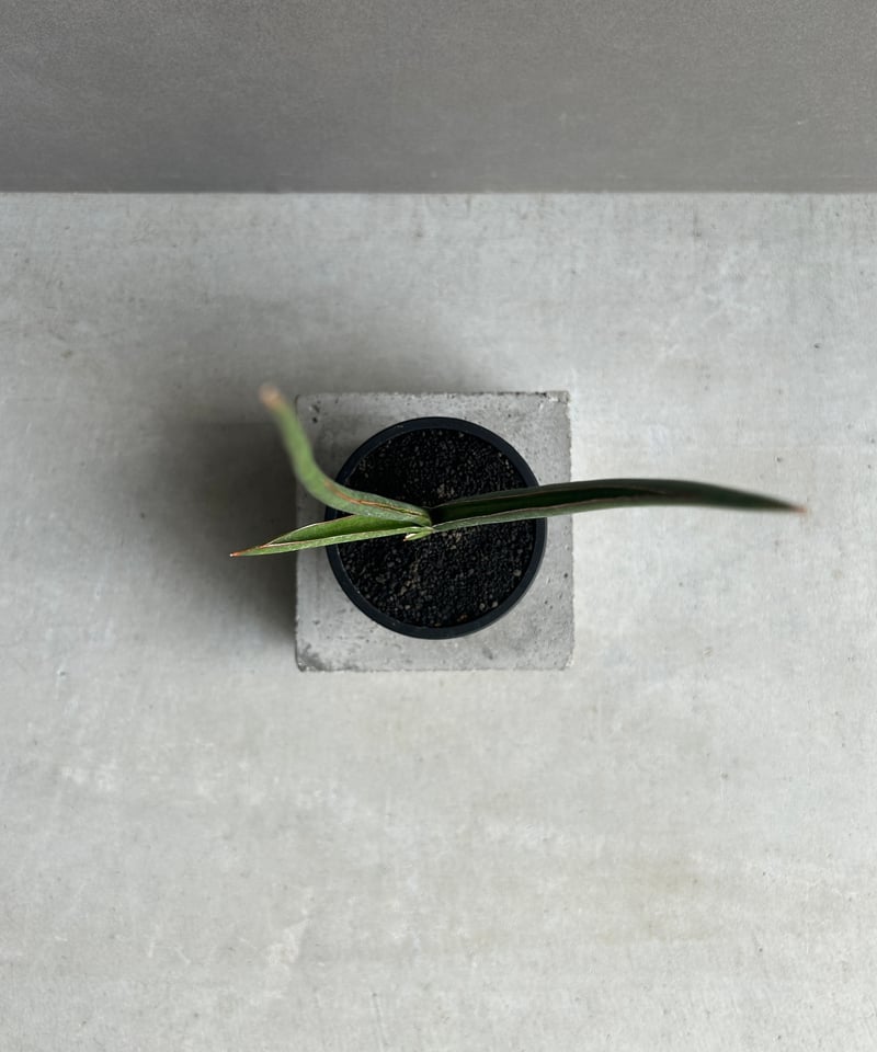 サンセベリア カラバオ 「Sansevieria Carabao (by Unyamanee