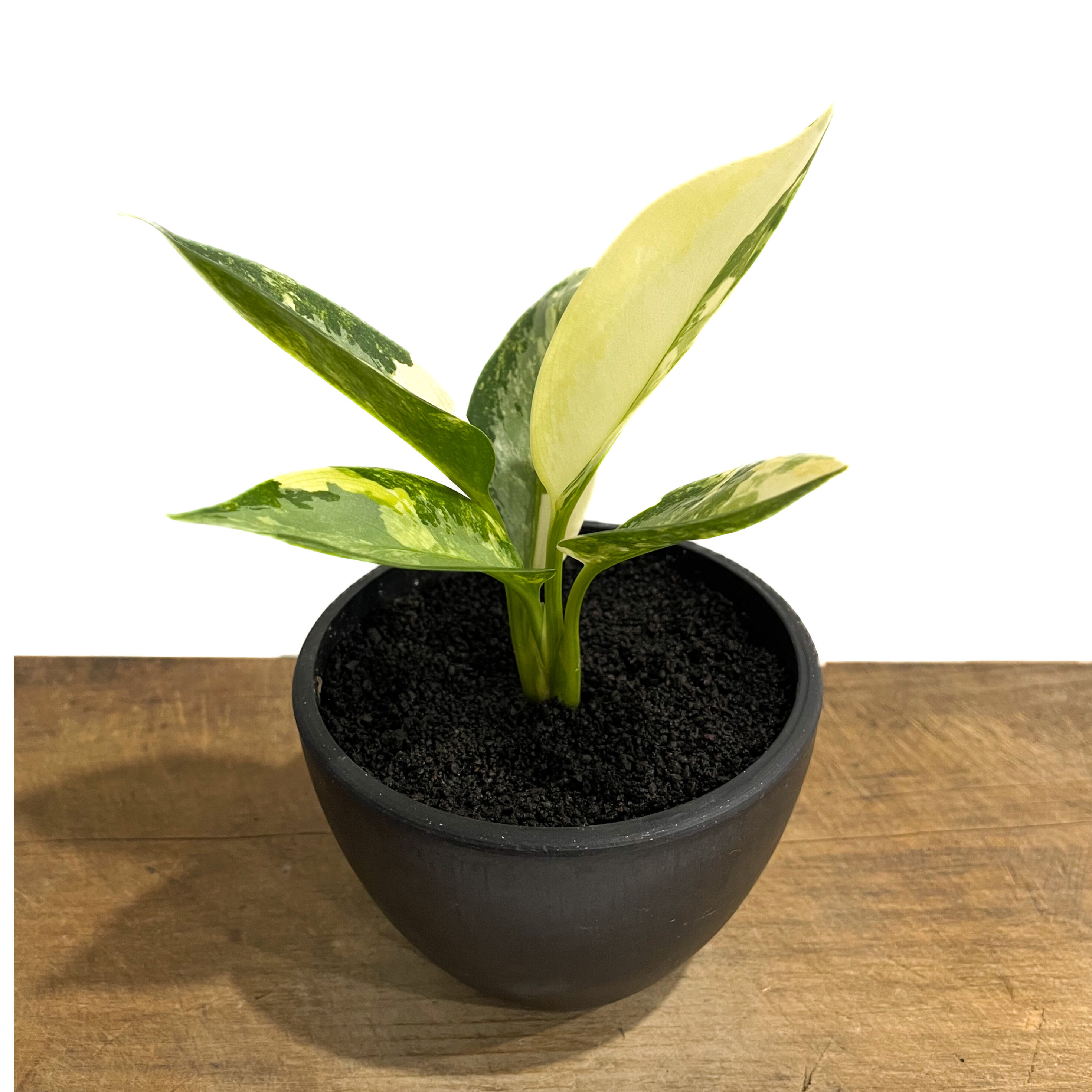 アグラオネマ スワンナプーム「Aglaonema Suvarnabhumi」9/11-16D-