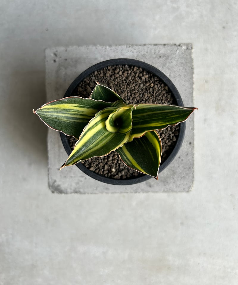 サンセベリア アンダマン 斑入「Sansevieria Andaman Variegated