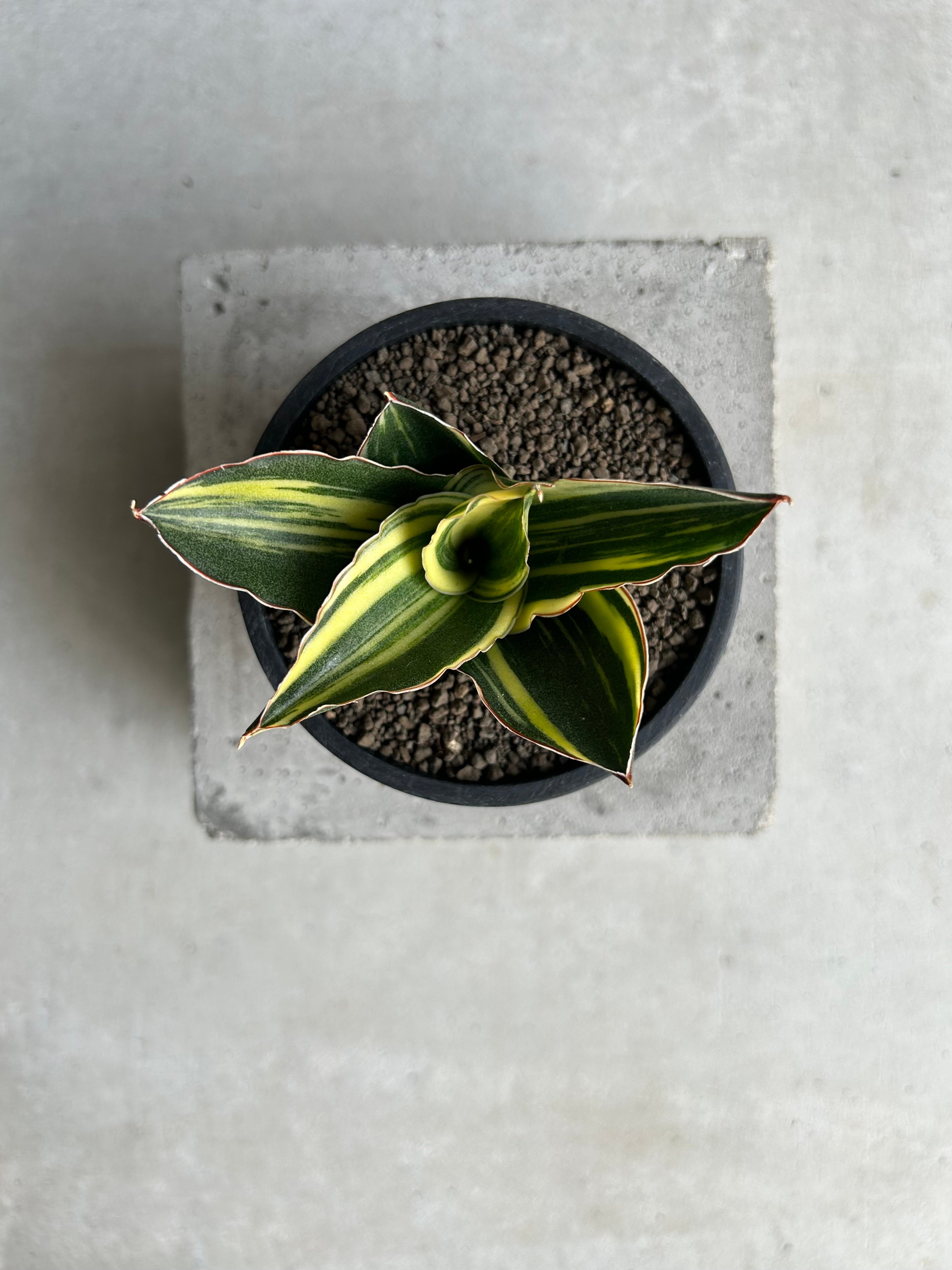 サンセベリア アンダマン 斑入「Sansevieria Andaman Variegated