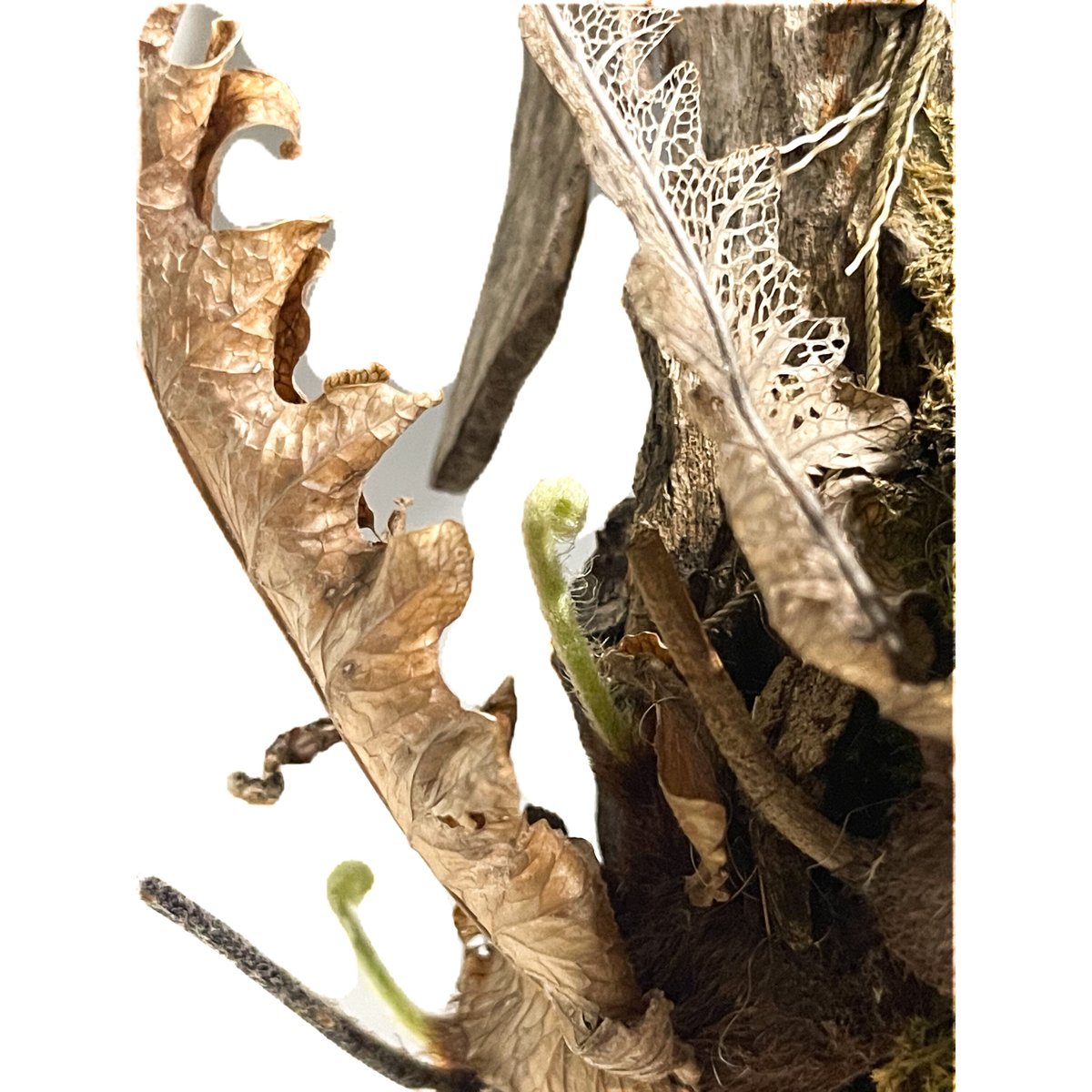 値下げドリナリア リギデュラ ドリナリア リギデュラ板付き 【観葉植物／1個売り】｜ 【植物の