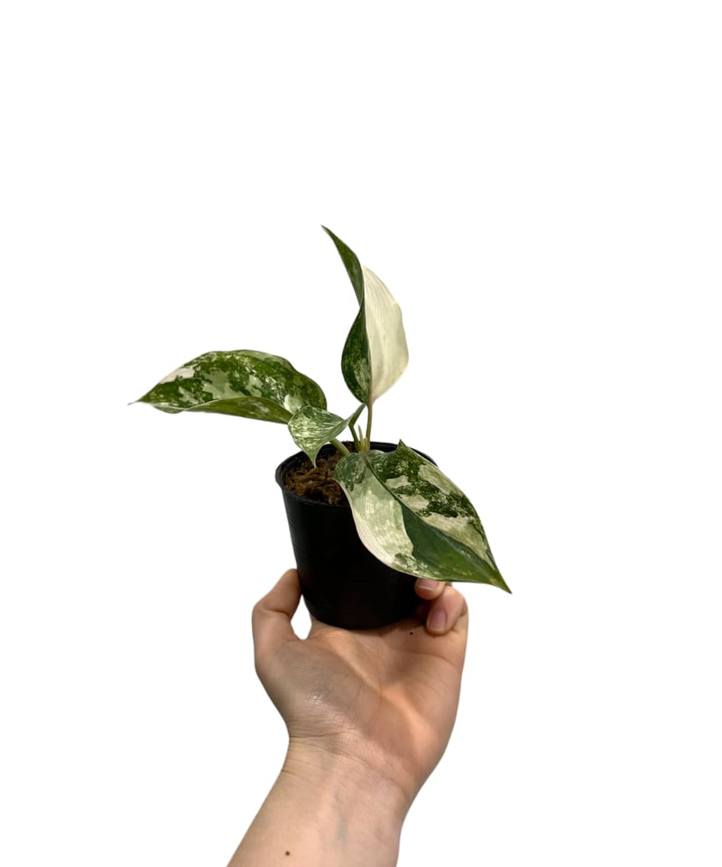 タイ直輸入‼️ 超絶希少 アグラオネマ サイアム ジェイド 【公式通販】