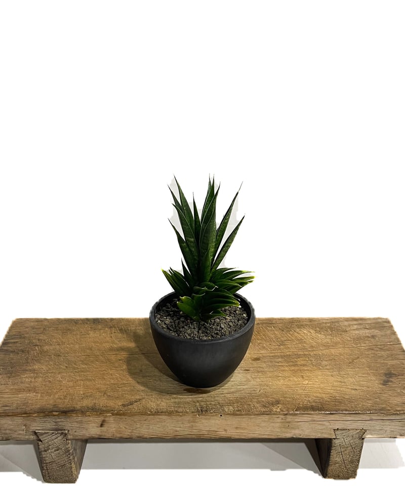 サンセベリア 龍神「Sansevieria Ryujin (by Unyamanee Gard サンセベリア 龍神「Sansevieria Ryujin (by Unyamanee Gard