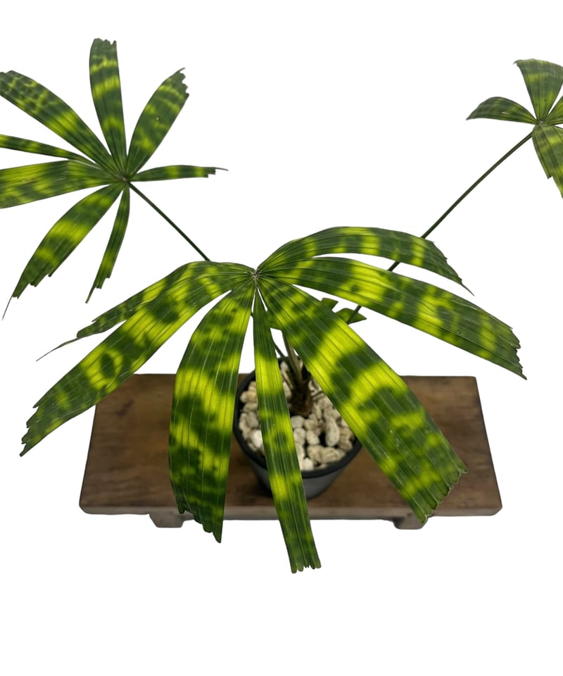 リクアラ マッタネンシス マプ 「Licuala mattanensis 'Mapu' 」86