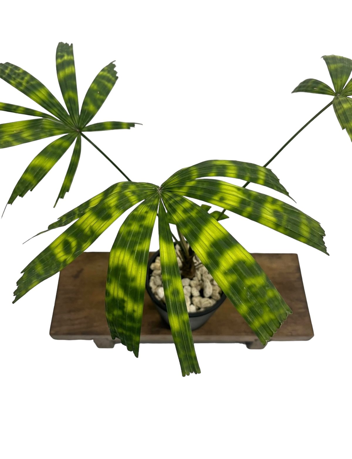 リクアラ マッタネンシス マプ 「Licuala mattanensis 'Mapu' 」86