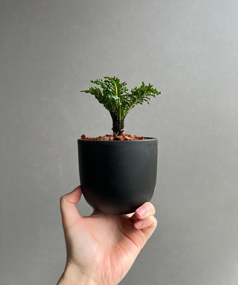 ブレクナム ギッバム ドワーフ 「Blechnum gibbum Dwarf 」1C | SH