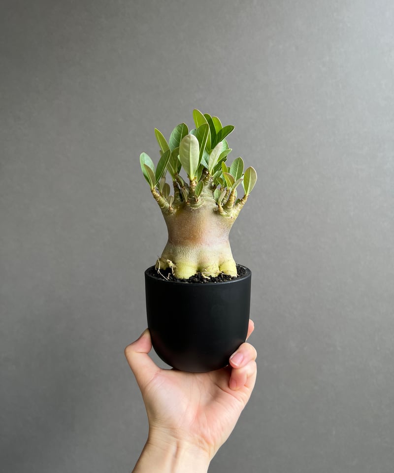 アデニウム アラビカム スーパー ドワーフ “ブラック” 「Adenium