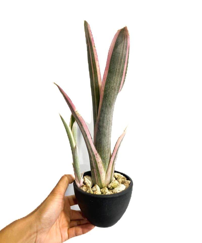 Billbergia 'Moulin Rouge'〔ビルベルギア〕B313 子株のみ