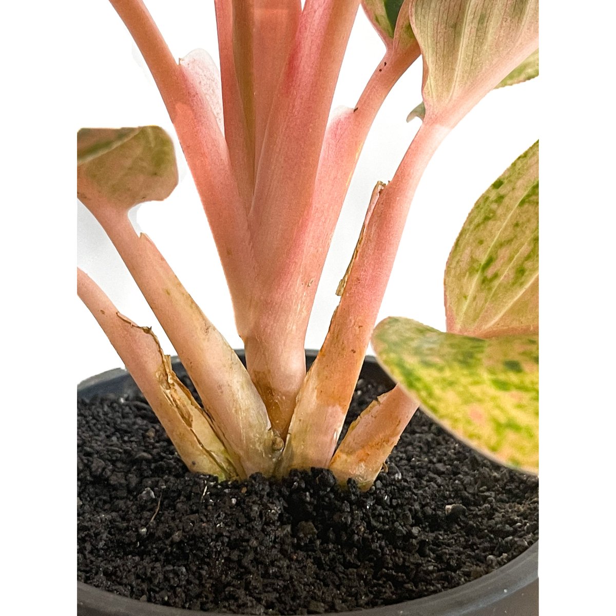 アグラオネマ sp.「Aglaonema sp. (Takeoka's Select)」8/3