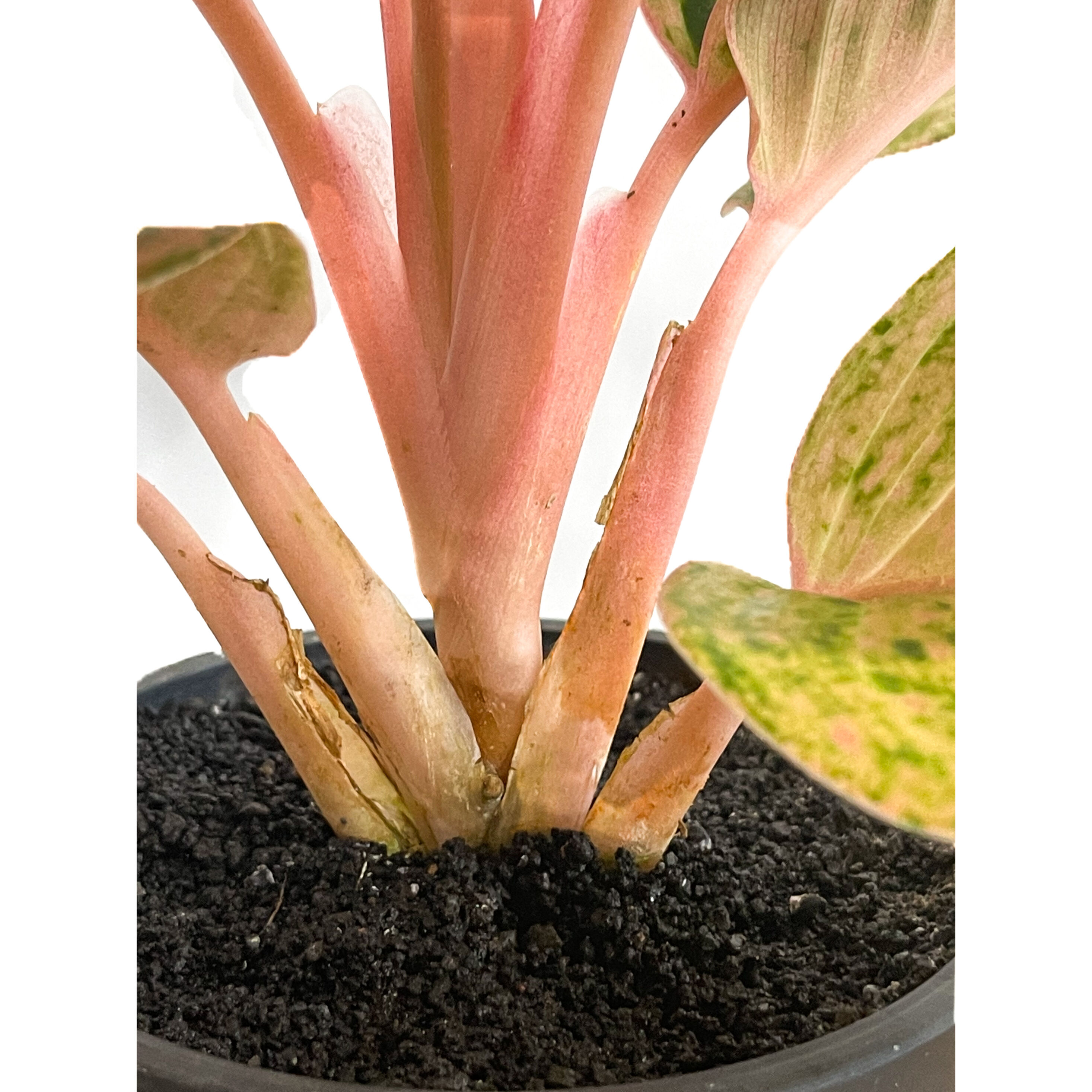 アグラオネマ sp.「Aglaonema sp. (Takeoka's Select)」8/3