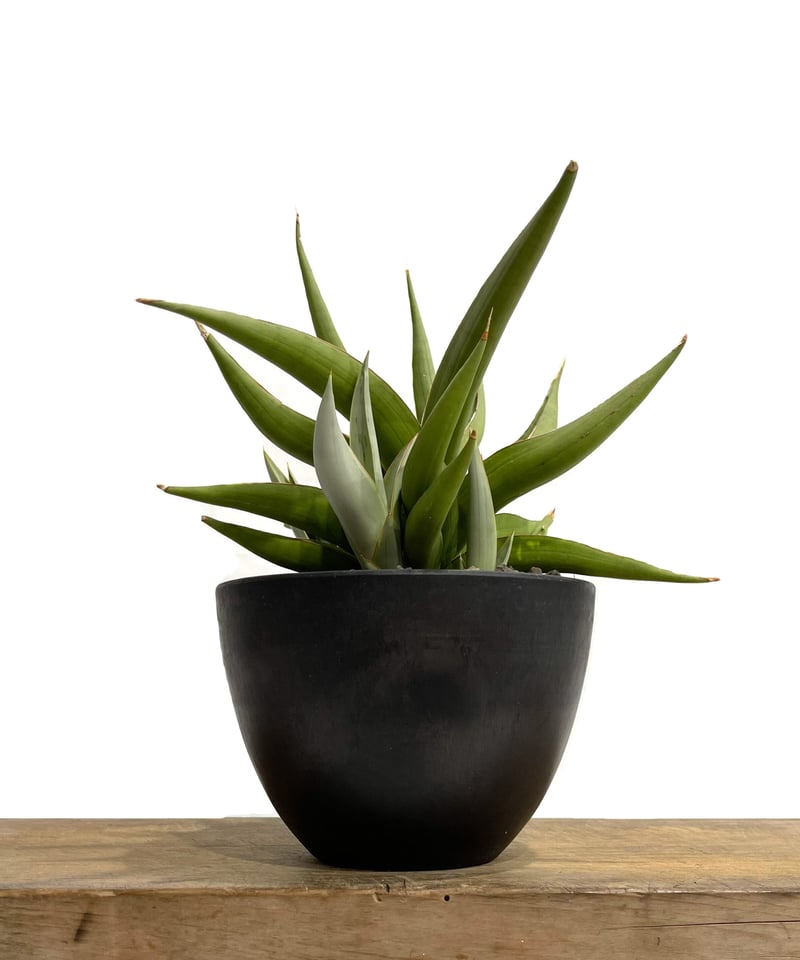 サンセベリア バイ-ビッド「Sansevieria Bi-Bid (by Unyamanee サンセベリア バイ-ビッド「Sansevieria Bi-Bid (by Unyamanee