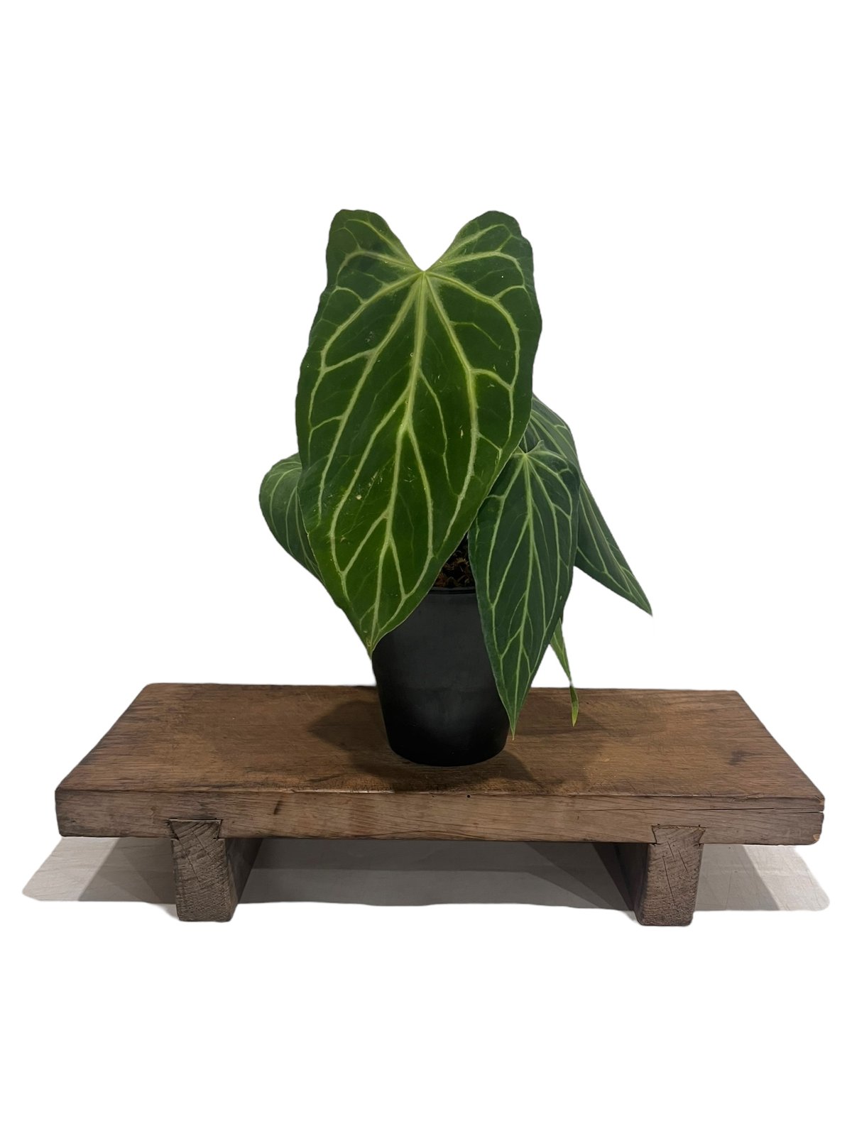 アンスリウム シルバーホープ Anthurium Silver hope fit=scale-down,w=1200