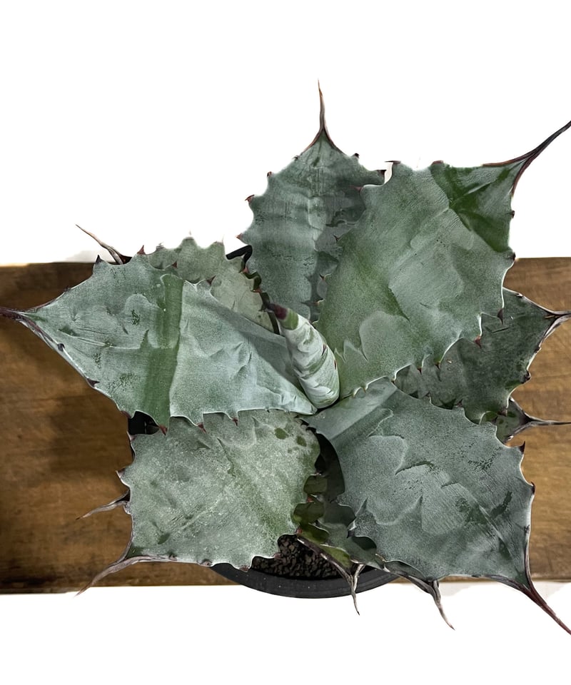 アガベ コロラータ「Agave colorata」19E-3 | SHOUCHIKUEN