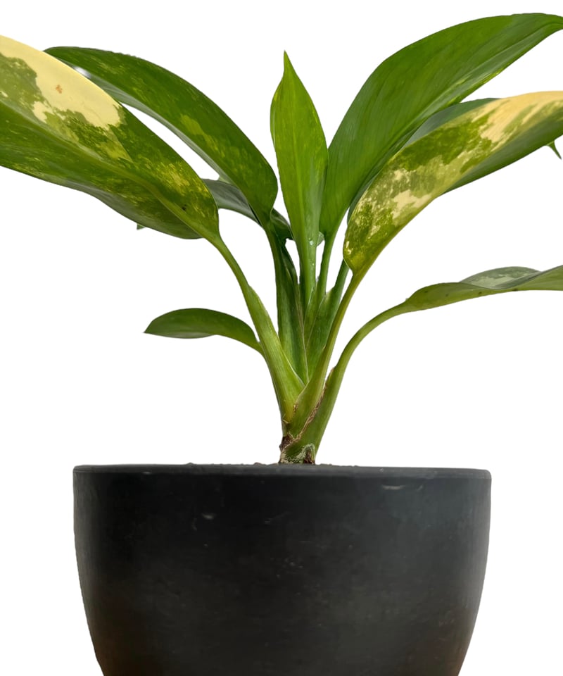 アグラオネマ スワンナプーム「Aglaonema Suvarnabhumi 17F | SHO