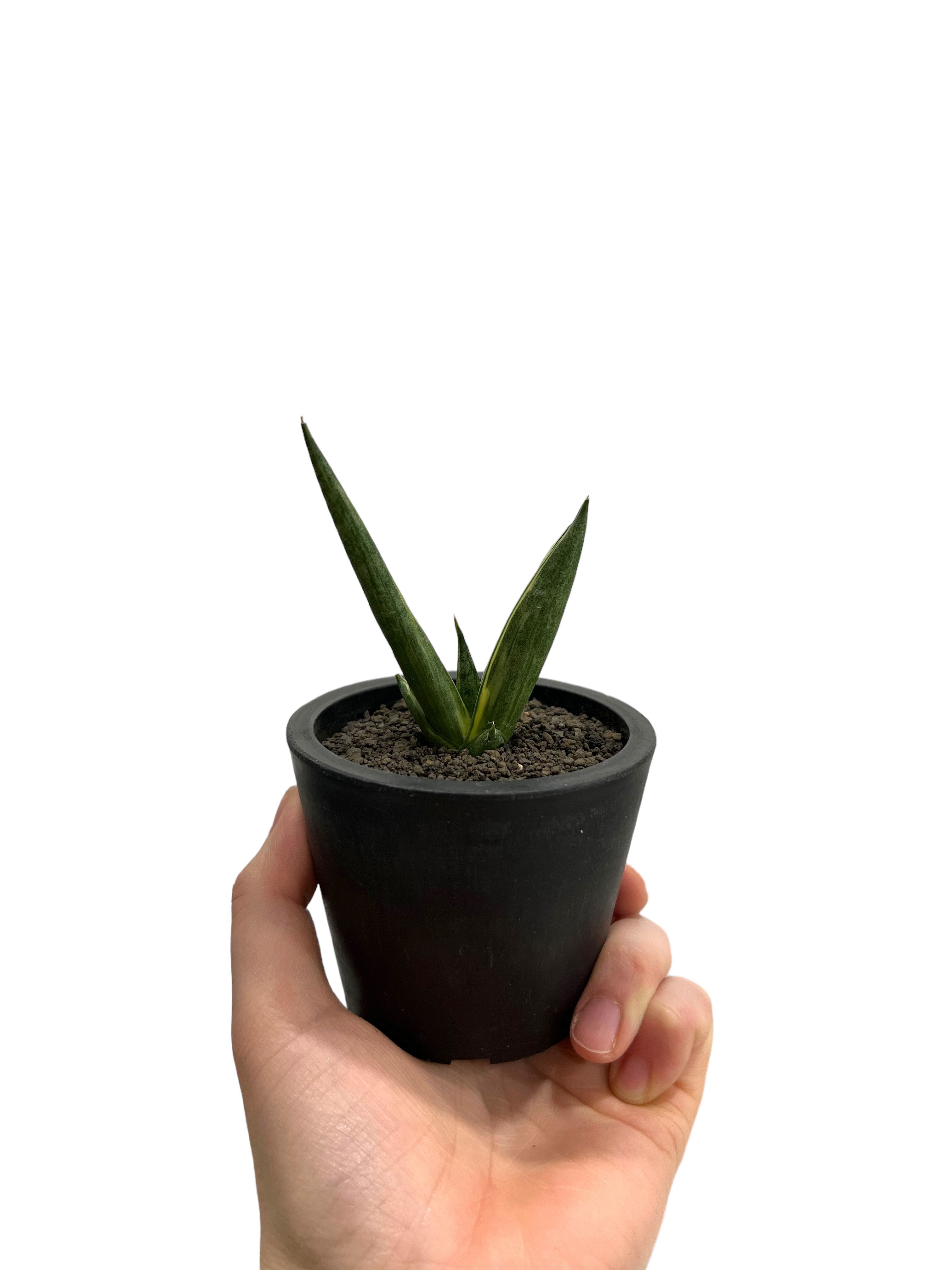 サンセベリア ボンセレンシス スノー ホワイト 「Sansevieria