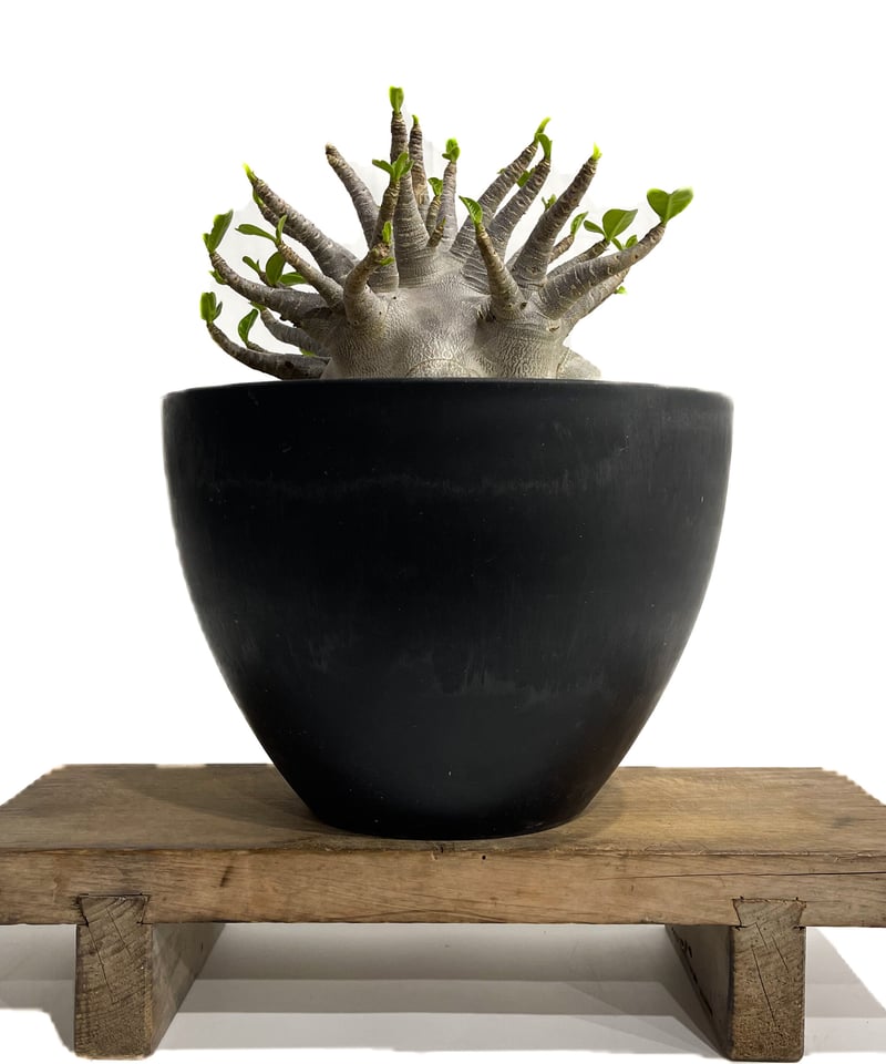 アデニウム アラビカム 'ブラック オクトパス'「Adenium arabicum “Blac