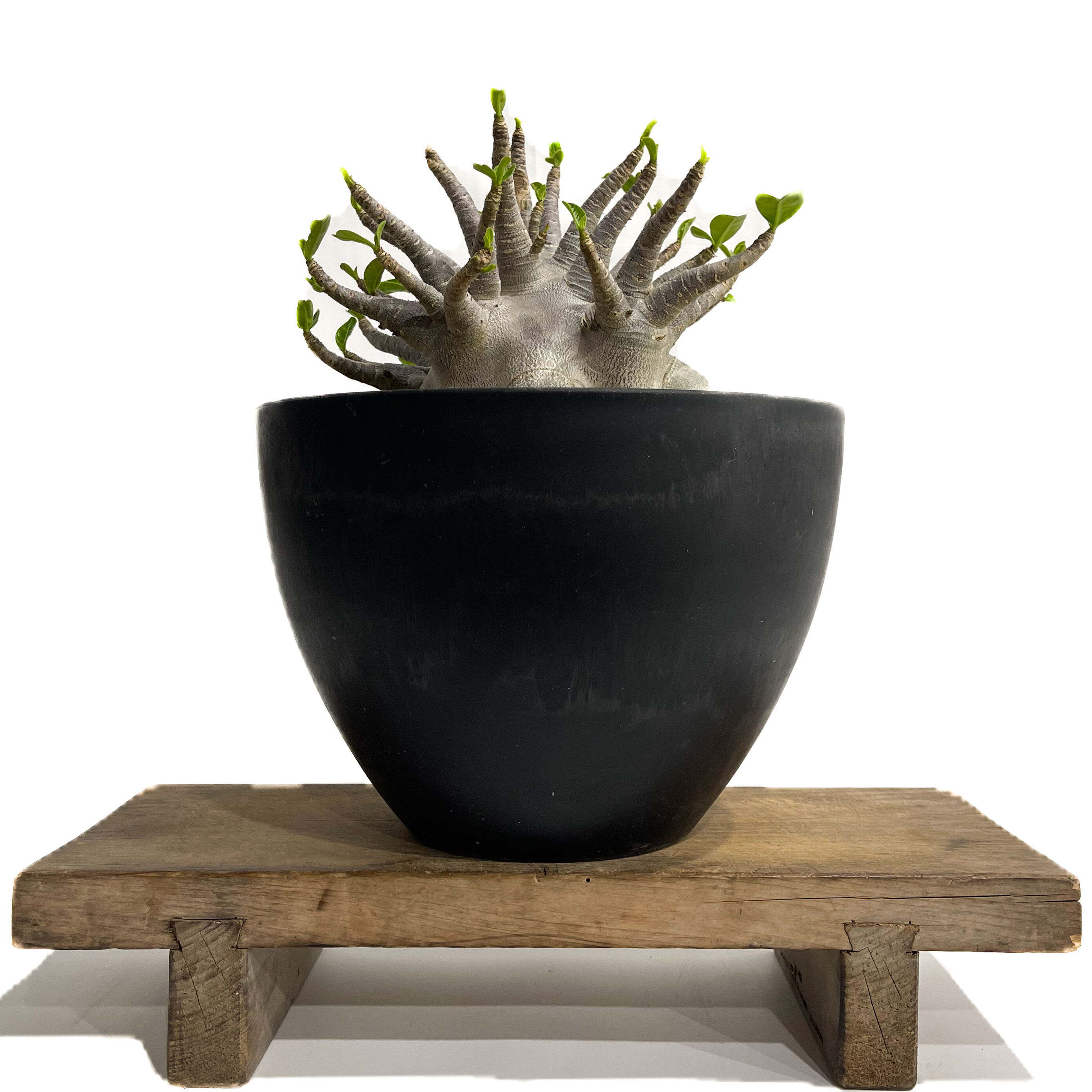 アデニウム アラビカム 'ブラック オクトパス'「Adenium arabicum “Blac