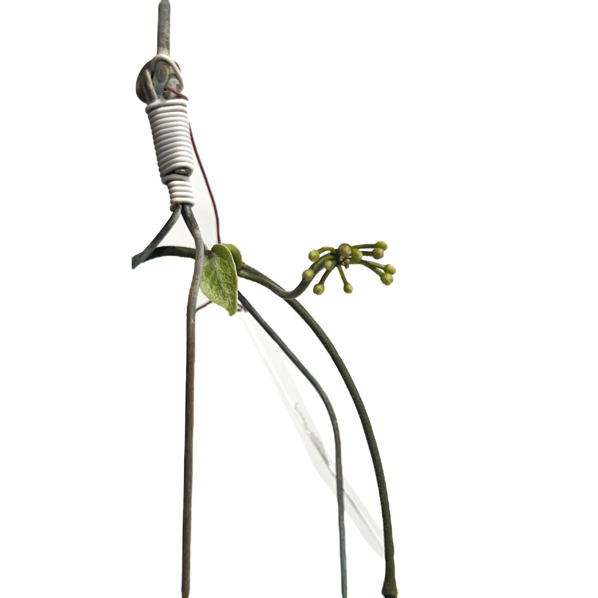 はぐさん専用 ＊Hoya ＊ ホヤ ＊ inflata Amazon.co.jp: Hoya inflata ホヤ インフラータ 希少 抜き苗 : DIY