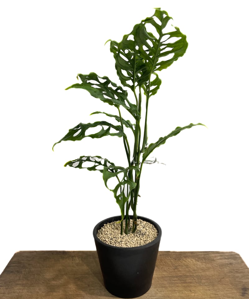モンステラ　オブリクアペルー モンステラ オブリクア ペルー「Monstera obliqua Peru」51F-3