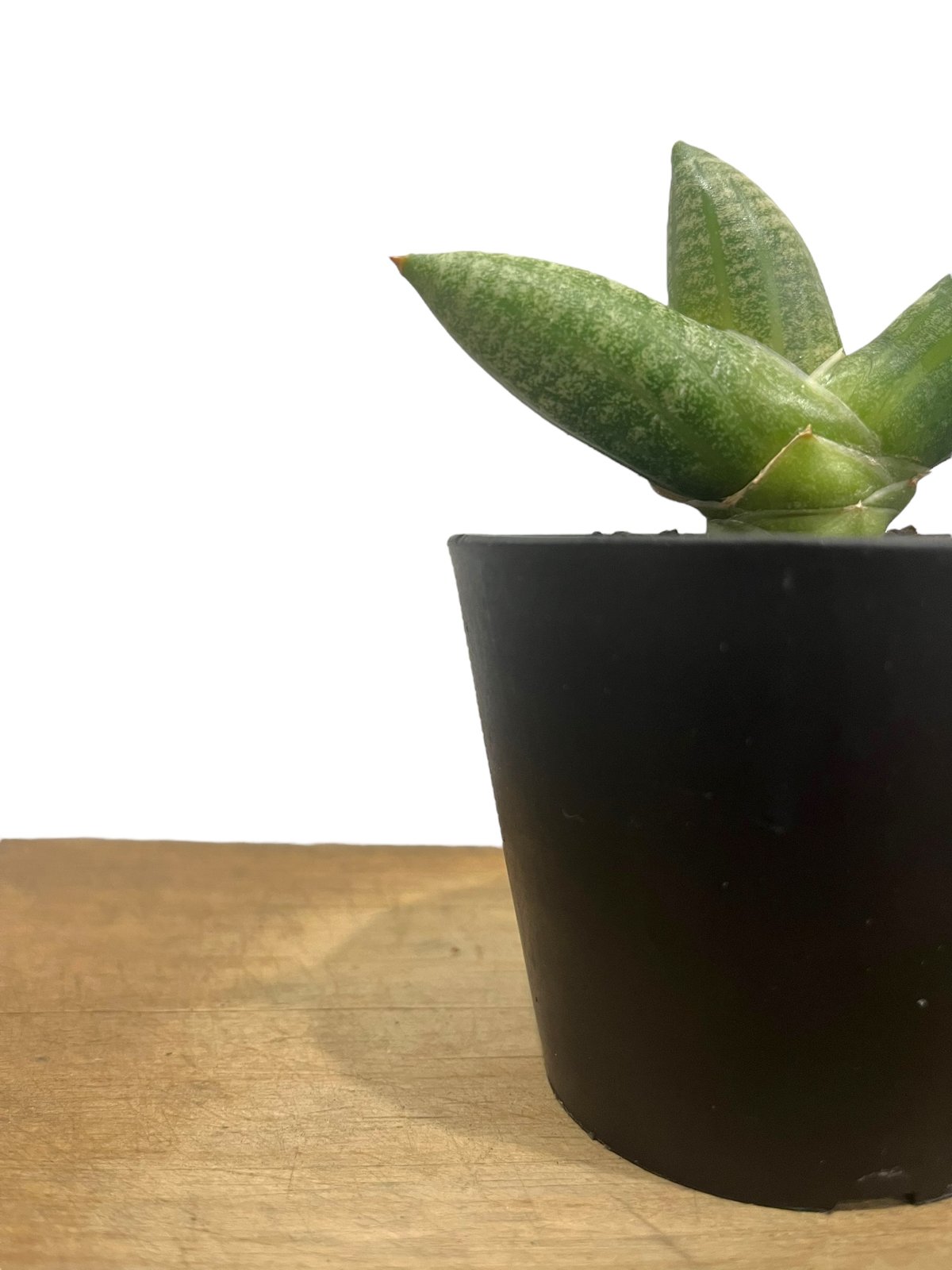 サンセベリアミーナ 「Sansevieria Meena」40Q | SHOUCHIKUEN