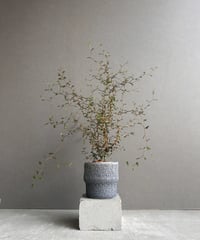 サンセベリア スリ パトゥム (by アンヤマニー ガーデン