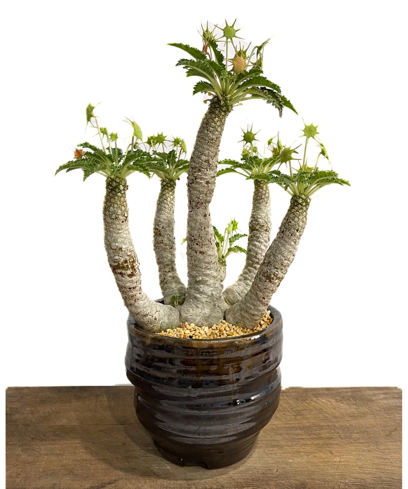 開花株】ドルステニア ホルウッディ錦 実生株 ポットごと発送 開花株