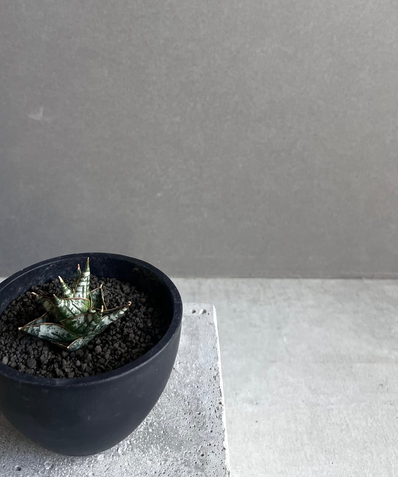 サンセベリア ニラパット(ドワーフ) 「Sansevieria Nilaphat (by Un