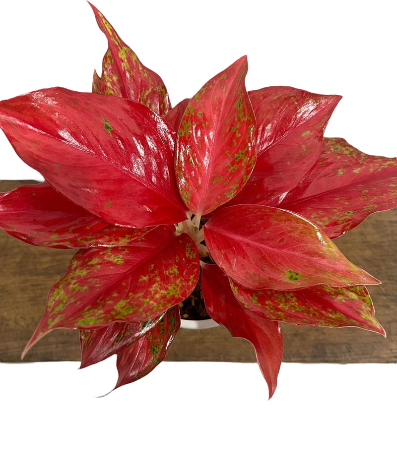 エクセル 　Aglaonema Khum Koonなど sekiguchidai 音ノ葉 オフィシャル | 【音ノ葉】Aglaonema