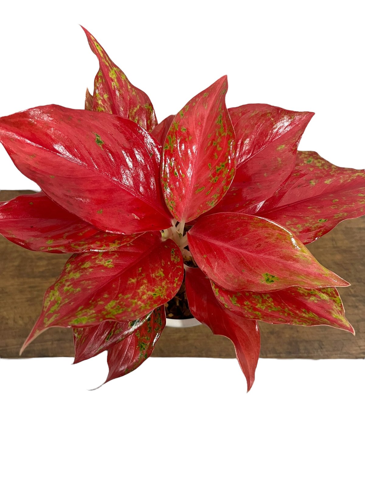 アグラオネマ クワック サブ 「Aglaonema Kwak Sub」24Q | SHOUCH アグラオネマ クワック サブ 「Aglaonema Kwak Sub」24Q | SHOUCH