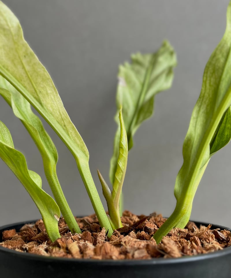 アンスリウム　ジェンマニー　斑入り アンスリウム プロウマニー ミント 斑入 「Anthurium Plowmanii Mint