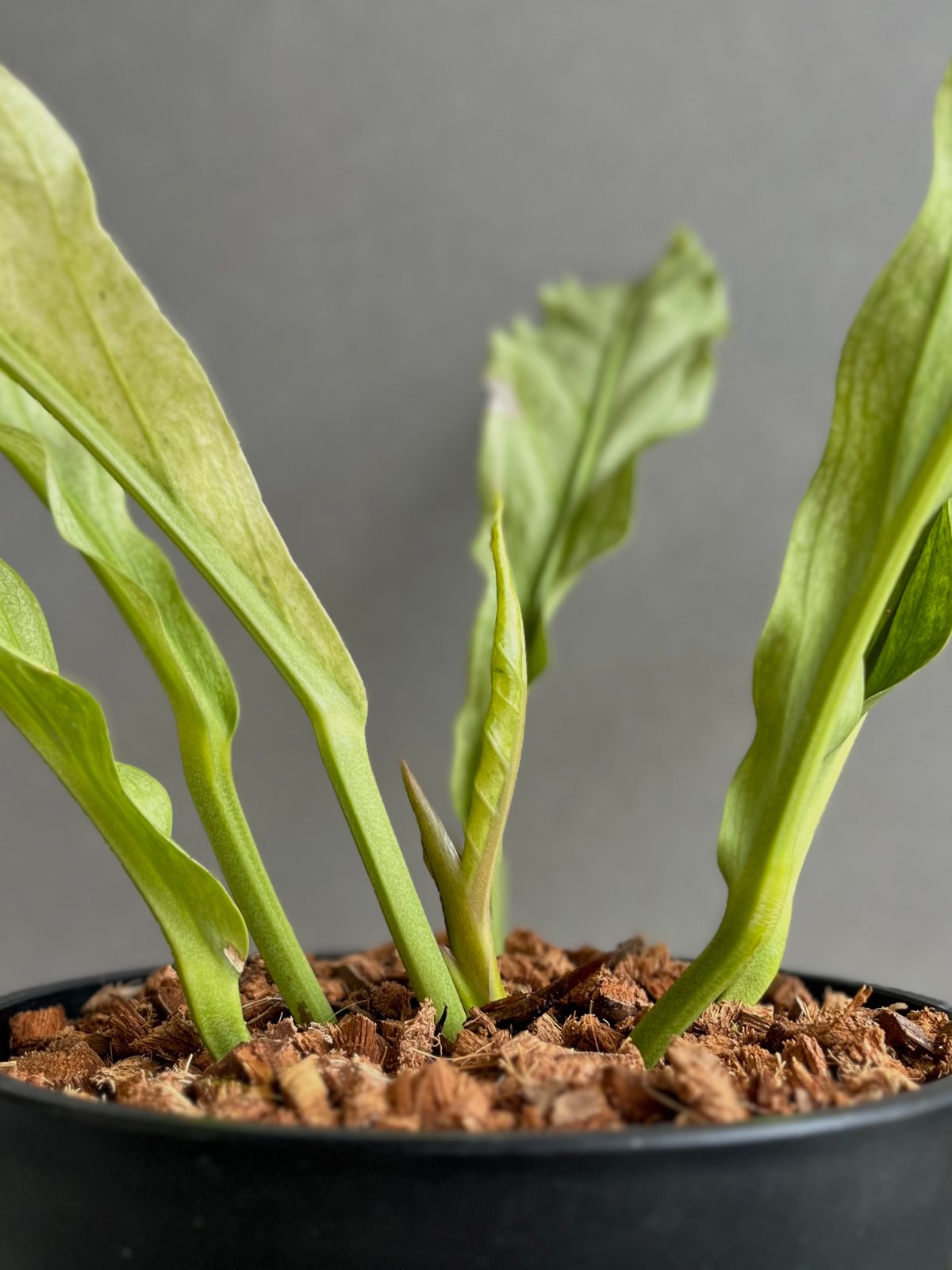 アンスリウム プロウマニー ミント 斑入 「Anthurium Plowmanii Mint