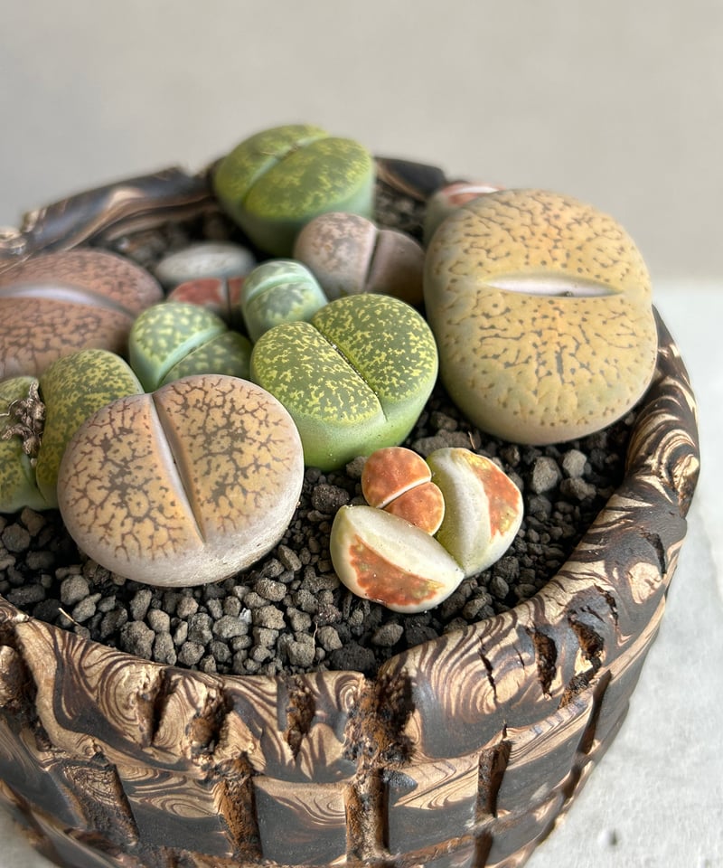 リトープス + plantsmonsters pot「Lithops」70L | SHOUCH