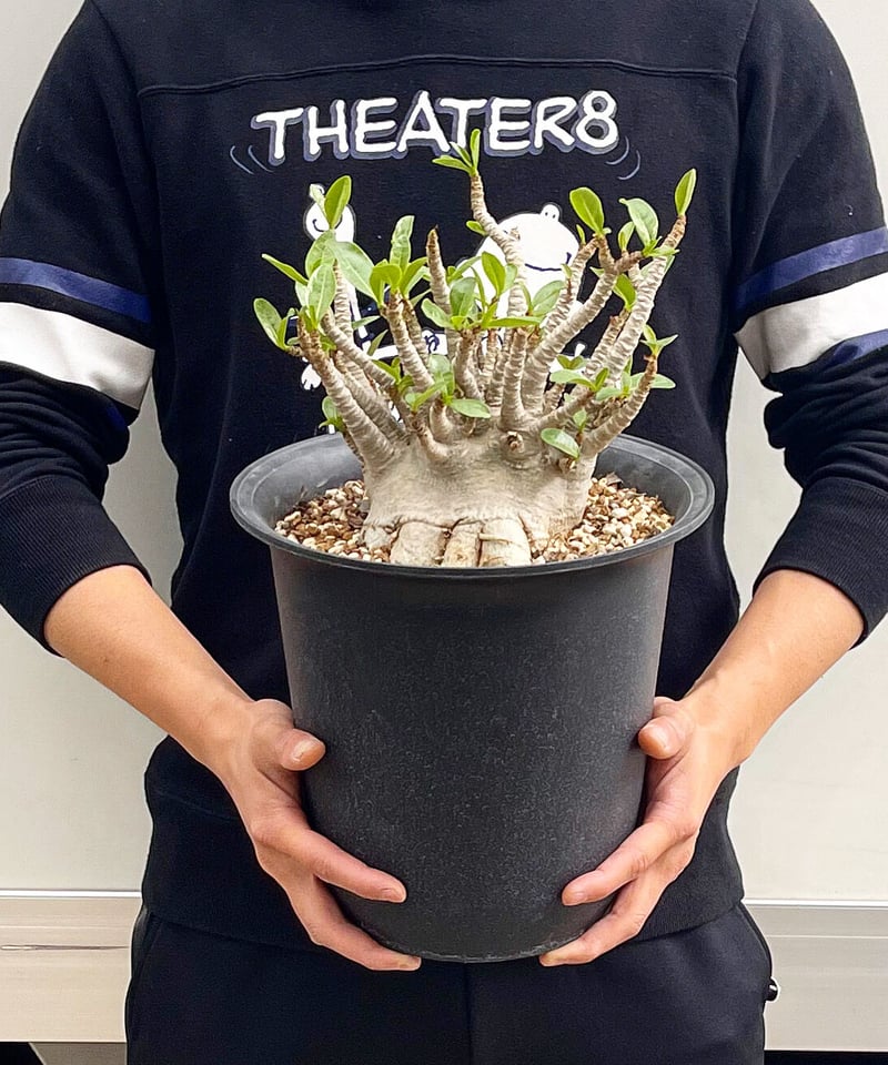 アデニウム アラビカム ドワーフ タイプ「Adenium arabicum dwarf ty