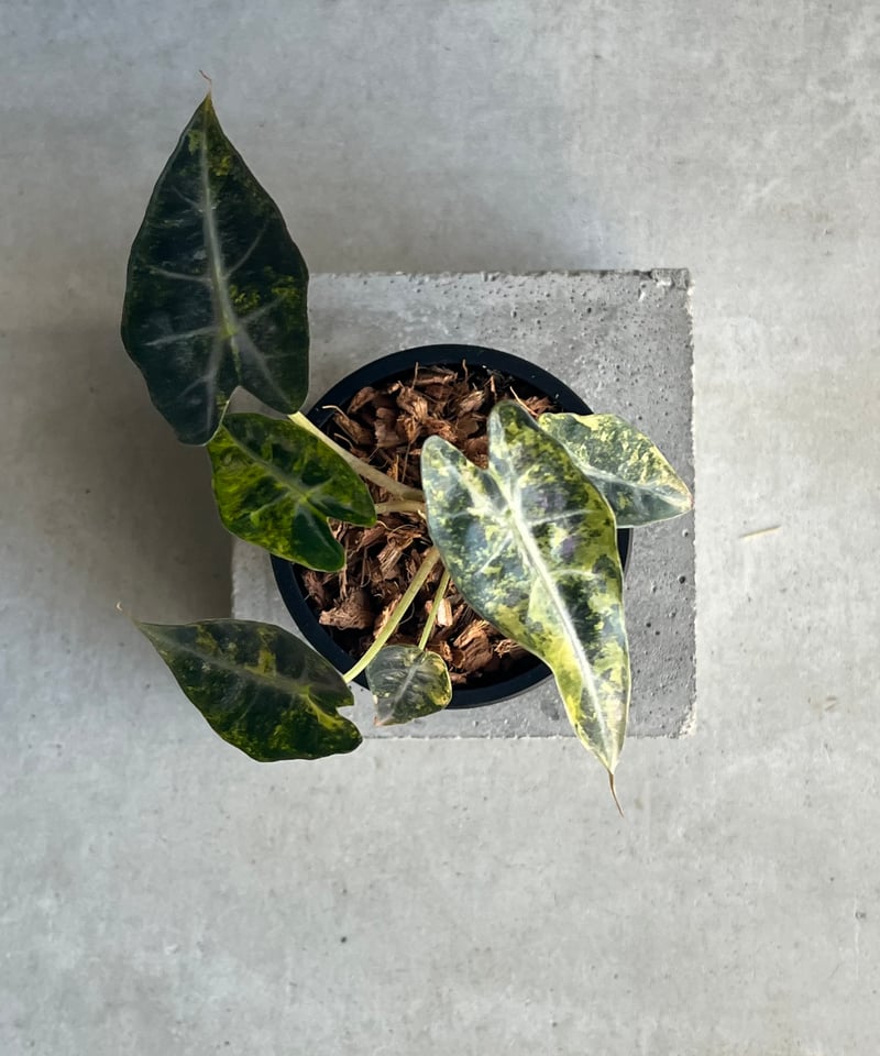 アロカシア バンビーノ イエロー 斑入 「Alocasia bambino Yellow Va