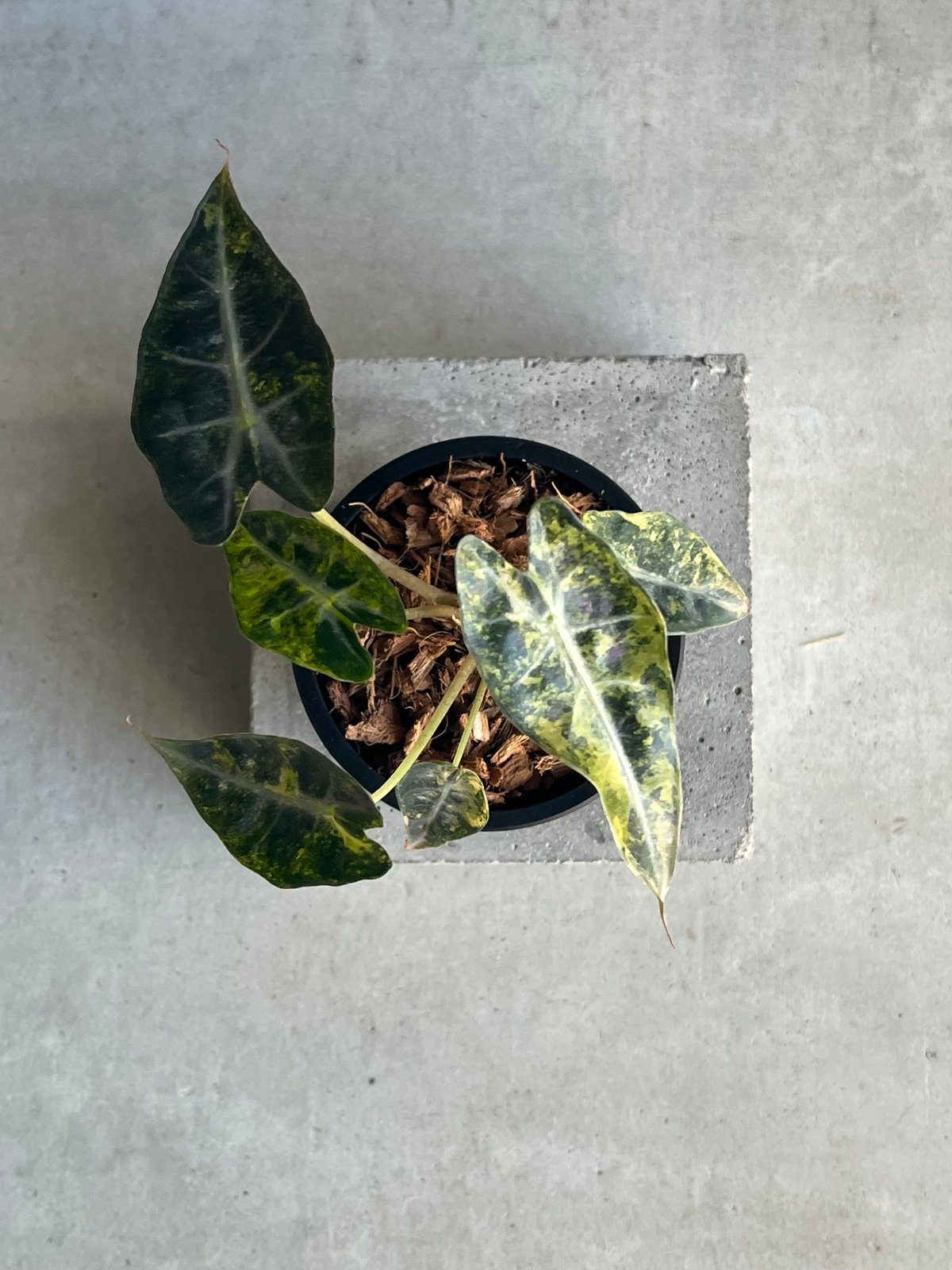 アロカシア バンビーノ イエロー 斑入 「Alocasia bambino Yellow Va