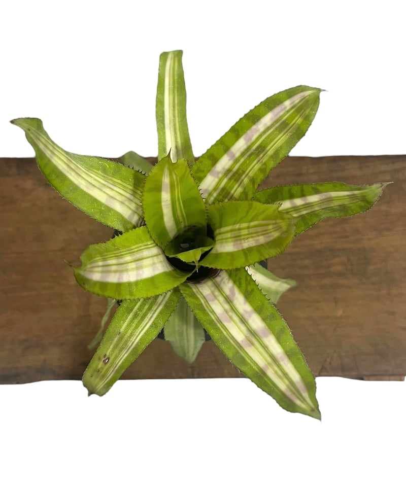 エクメア バート 斑入 「Aechmea Bert variegated」8S | SHOUC