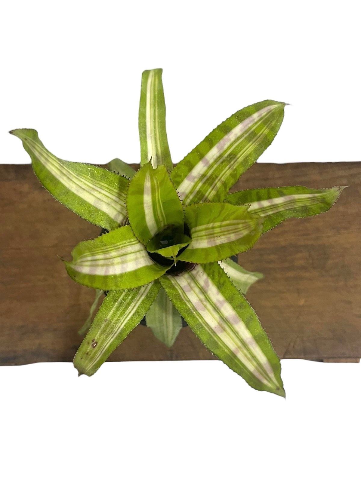 エクメア バート 斑入 「Aechmea Bert variegated」8S | SHOUC