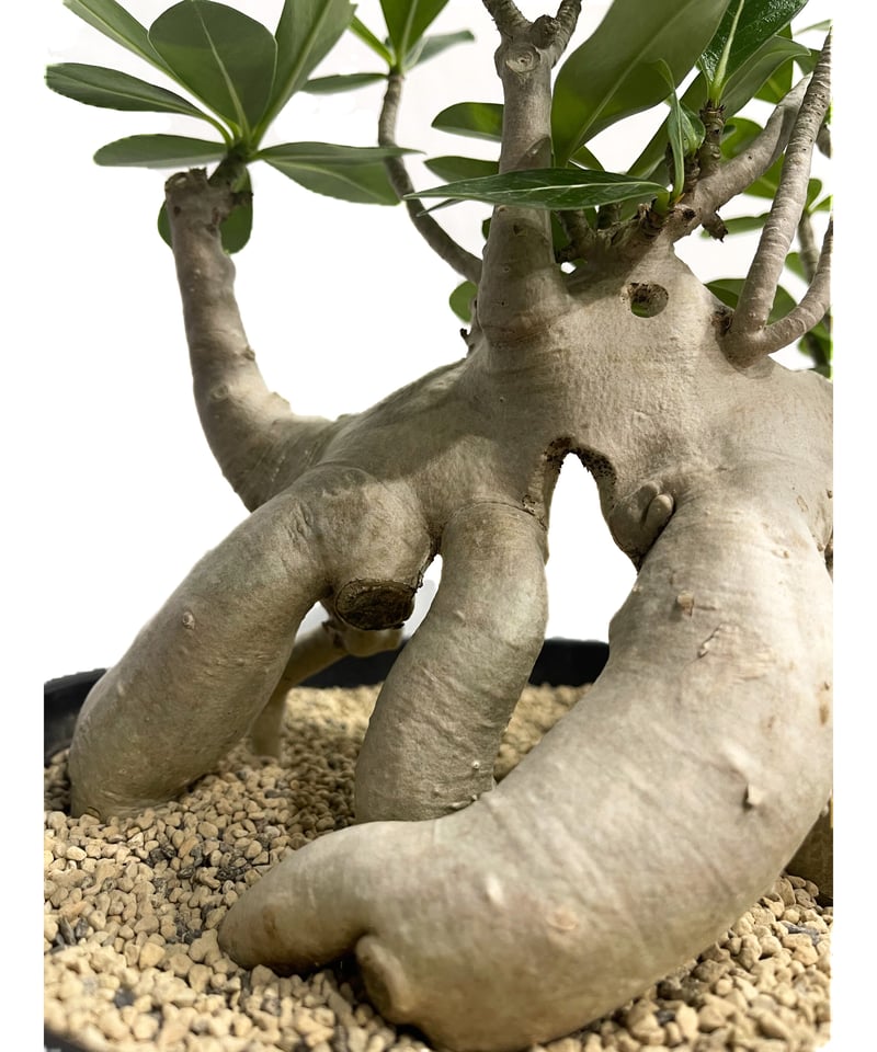 アデニウム アラビカム 'Bonsai スタイル'「Adenium arabicum アデニウム アラビカム 'Bonsai スタイル'「Adenium arabicum