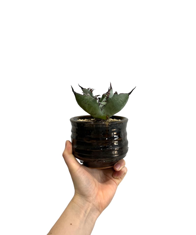 アガベ チタノタ x マルガリータ 「Agave titanota x margaritae アガベ チタノタ x マルガリータ 「Agave titanota x margaritae