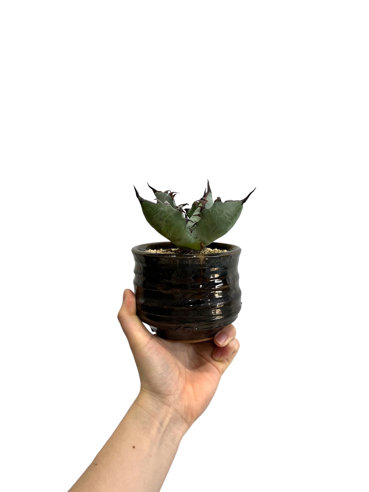 アガベ チタノタ x マルガリータ 「Agave titanota x margaritae