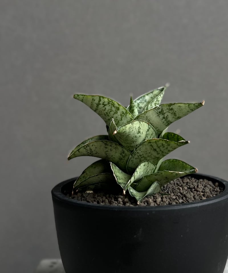 EMP サンスベリア スサノオ Susano\